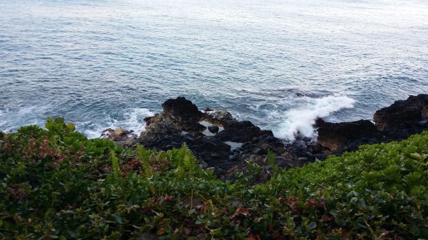 We watched the honu surf the waves outside our condo