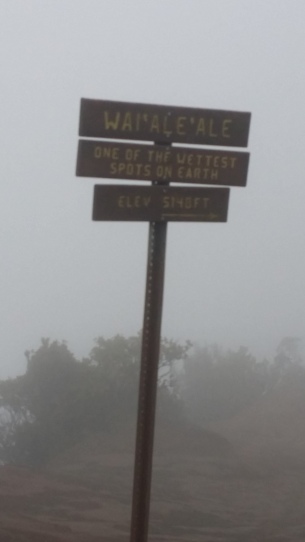 Mt. Waialalae, one of the wettest places on Earth. And today, one of the foggiest.