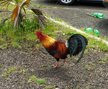 W Canyon Rooster